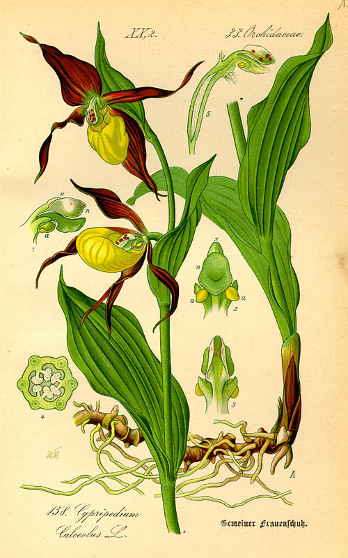 zapatito-dama-valle-tena