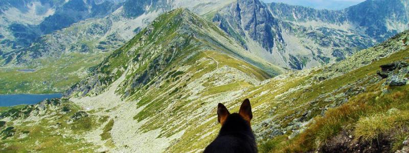 excursiones-con-perros